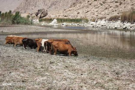 جان دوباره بر تن خشکیده «هشیلان»/بازگشت پرندگان - خبرگزاری مولیکس | اخبار ایران و جهان