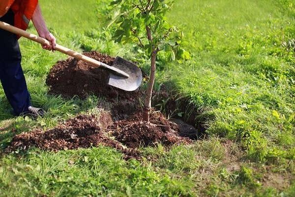 توسعه منابع زیستی و غذایی در گرو حفظ منابع طبیعی است - خبرگزاری مولیکس | اخبار ایران و جهان