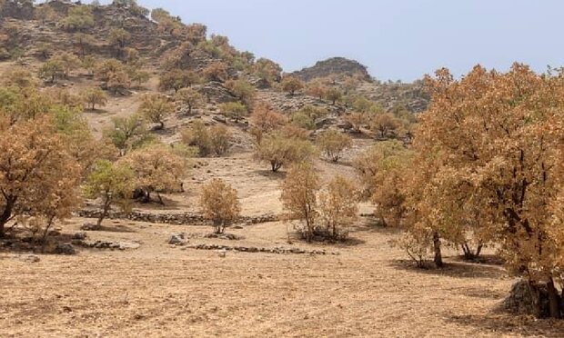 پروانه برگ‌خوار ۴۱ هزار هکتار از جنگل‌های لرستان را آلوده کرد - خبرگزاری مولیکس | اخبار ایران و جهان