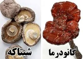 قارچ گانودرما بهتر است یا شیتاکه؟ مقایسه‌ای از خواص و کاربردها